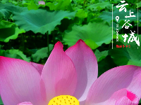 （图集）迎着骄阳绽放 礼赞盛夏荷花