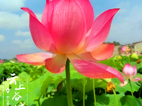 （图集）迎着骄阳绽放 礼赞盛夏荷花