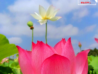 （图集）迎着骄阳绽放 礼赞盛夏荷花