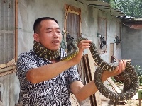 汤国波：谷城养蛇第一人