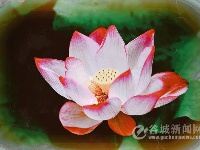 申氏庄园·水上芙蓉