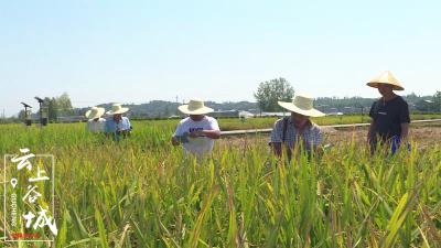 省专家组来谷城开展水稻品种纯度田间鉴定