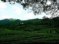紫金茶园