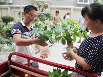 大学生陈建波返乡种植水培花卉