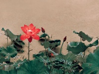 出水芙蓉