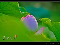 荷花满池塘 高雅立群芳