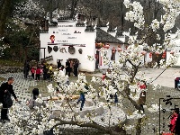 老君新种红樱树 闲绕花枝便当游