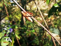 茶乡风情让人醉  免费游玩欢乐多！