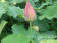 申氏庄园·水上芙蓉