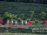 汉服秀惊艳老君山樱花谷