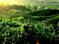 天气热了，多喝茶