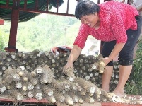 冷集借助互联网+  有机山药销全国