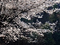 早春人家