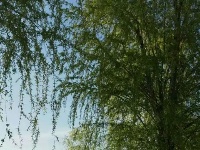 春到南河