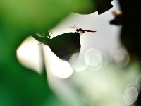 ”荷“