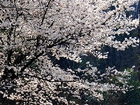 早春人家