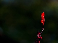 叶瘦花残  李念 摄