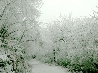 雪后雾淞扮靓赵湾八里荒