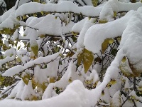 2018新年初雪，美丽不可言说
