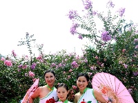 舞动樱花谷 迎接八方客