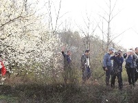樱桃花开，美女帅哥闻香来