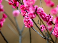 老君山樱花沟笑迎八方来客