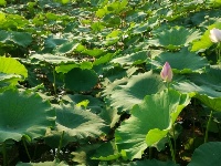 荷花满池塘 高雅立群芳