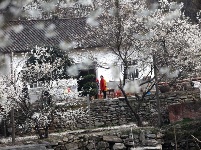 春来花开满人家