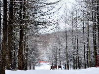 雪后雾淞扮靓赵湾八里荒