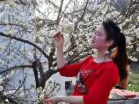 城关老君山樱花谷繁花似锦