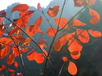 深山秋色