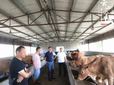 谷城组团参观学习老河口标准化肉牛养殖技术
