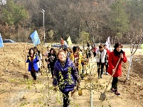 城关近百妇女为君山添绿