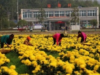 金丝皇菊花正艳  农民采花喜笑颜
