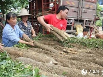 冷集借助互联网+  有机山药销全国