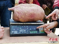 南漳农民种出“红薯王” 最大18斤