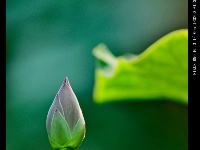 荷花满池塘 高雅立群芳
