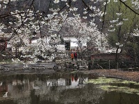 春来花开满人家