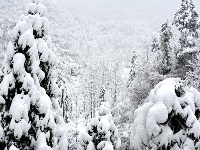 赵湾普降大雪