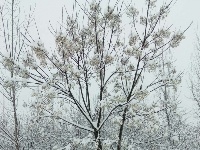 2018新年初雪，美丽不可言说