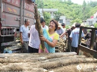 冷集借助互联网+  有机山药销全国