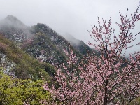 赵湾渔坪传奇美 飞雪迎春绿映红