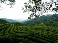 紫金茶园