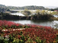 谷城百花岛
