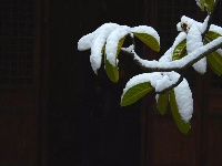 大雪纷飞后茨河承恩寺的高颜值