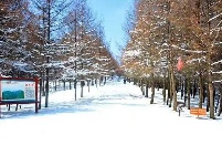 赵湾春雪