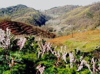 谷城百花岛