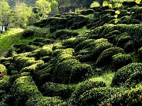 茶园春色