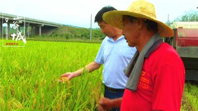 5万亩订单水稻喜获丰收 谷城7000农户乐享1500万元增收红包