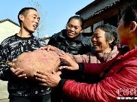 南漳农民种出“红薯王” 最大18斤